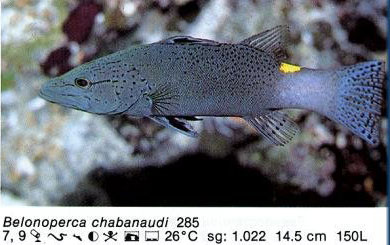 Belonoperca chabanaudi